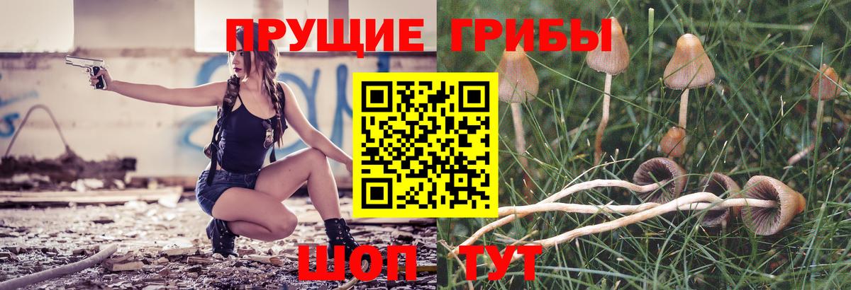 Галлюциногенные грибы Psilocybe  Вход с VPN  Сальск 